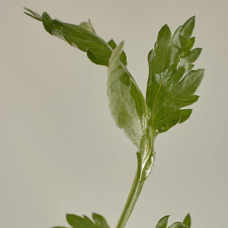 Beauty of Joseon - Matte Sun Stick Mugwort + Camelia - Αντηλιακό Stick Προσώπου και Σώματος SPF50 - 18gr